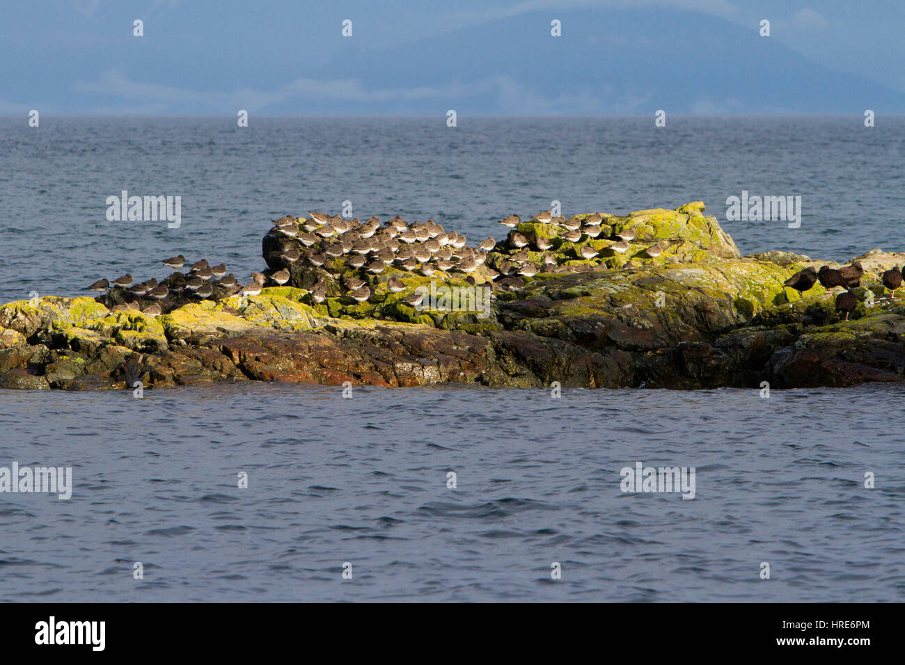 Flocks of Surfbird (Aphriza virgata) and Black Oystercatcher (Haematopus bachmani) on rocks at Neck Point, Nanaimo, Vancouver Island, BC, Canada Stock Photo