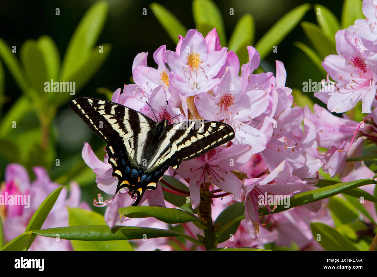 Western Tiger Swallowtail (Papilio rutulus) butterfly pollinating a rhododendron flower in a garden in Nanaimo, Vancouver Island, BC, Canada Stock Photo
