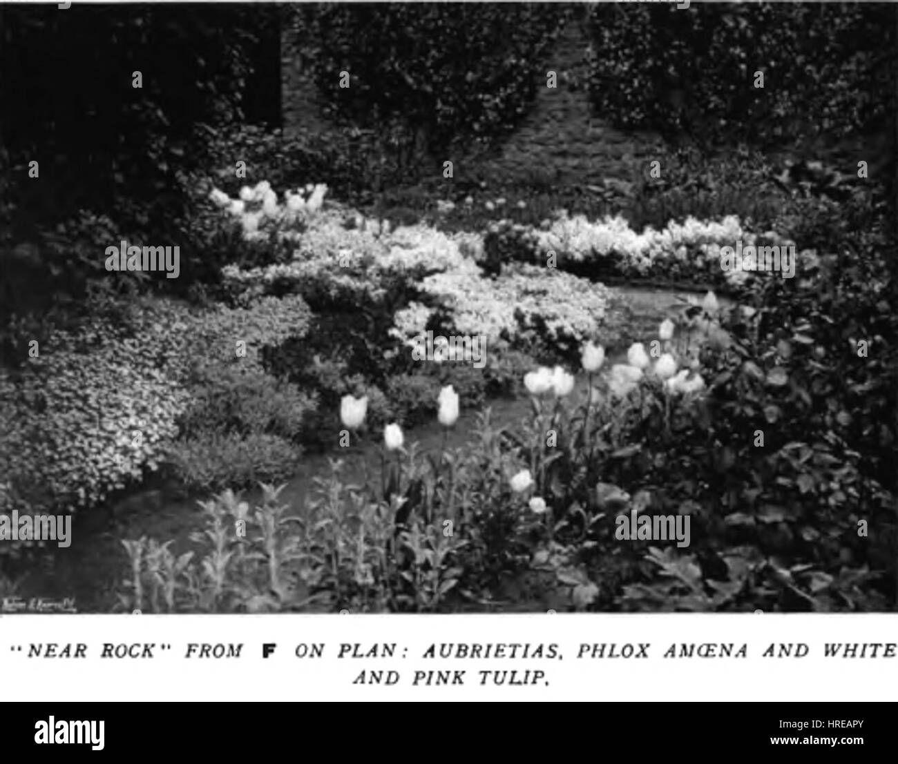 Colour in the Flower Garden29 Stock Photo Alamy