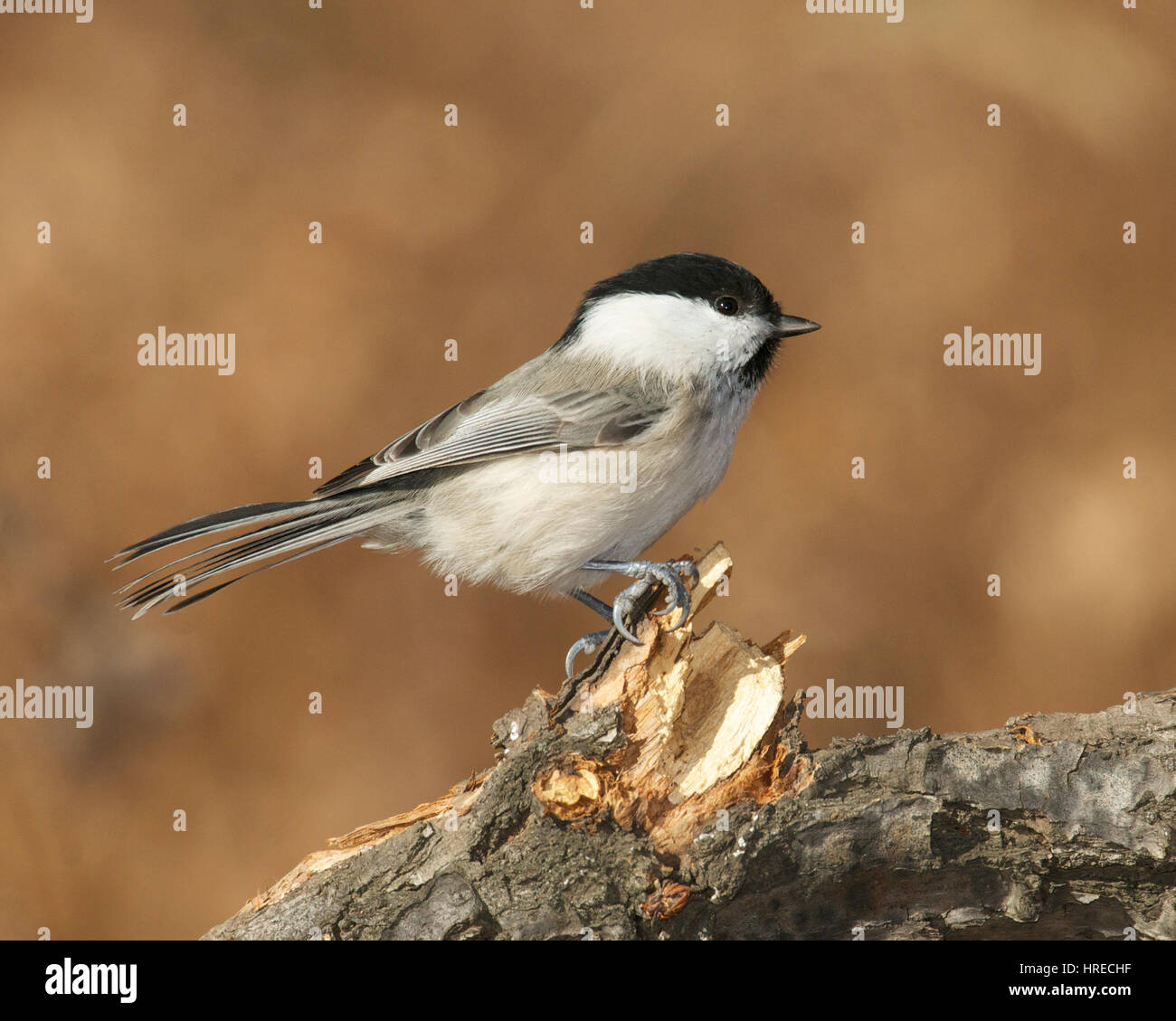 Willow Tit, Parus montanus, on thick branch with brown leaf background Stock Photo
