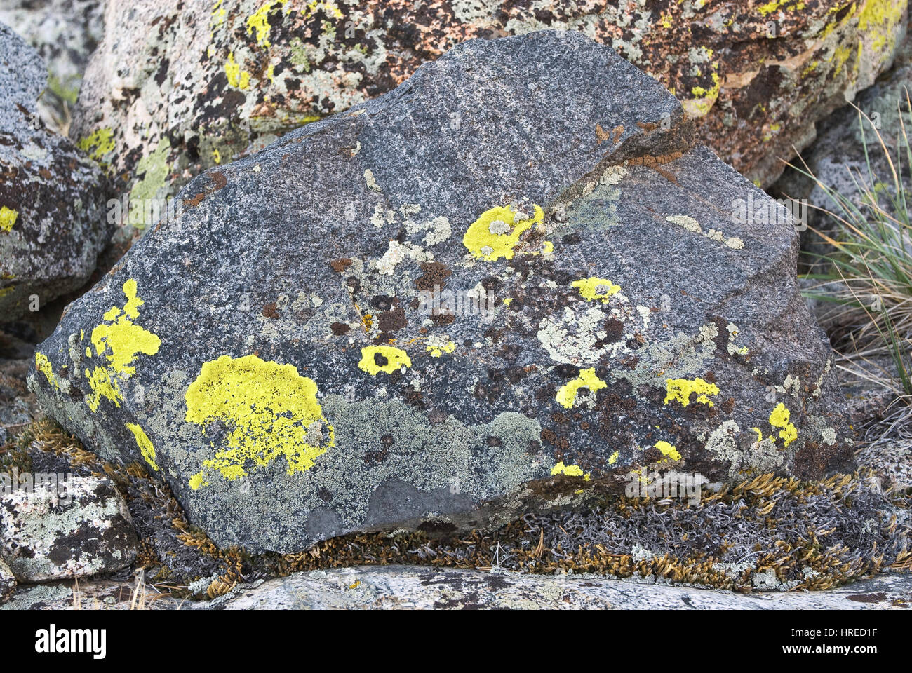 Lichen growing on  granite rocks near Brainard Lake, The Palisades region, John Muir Wilderness, Eastern Sierra Nevada, California, USA Stock Photo
