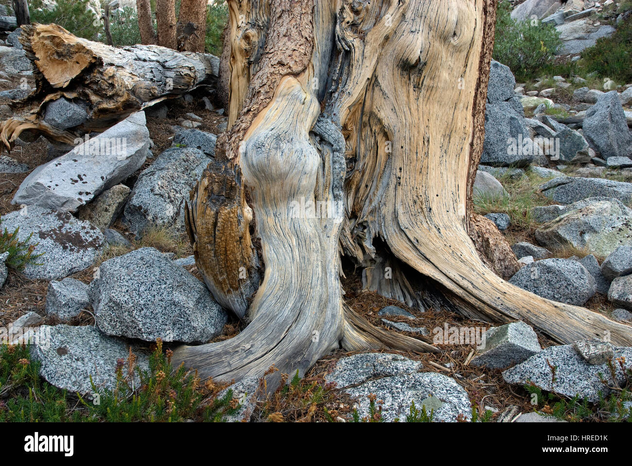 Pine tree trunks near Brainard Lake, The Palisades region, John Muir Wilderness, Eastern Sierra Nevada, California, USA Stock Photo