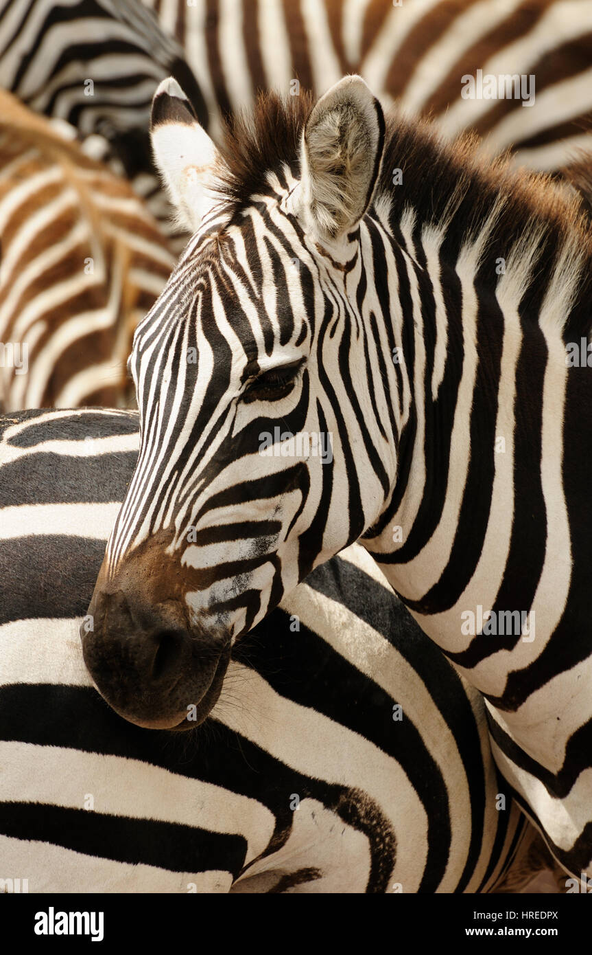 Wildlife  Zebras in safari in Africa Stock Photo