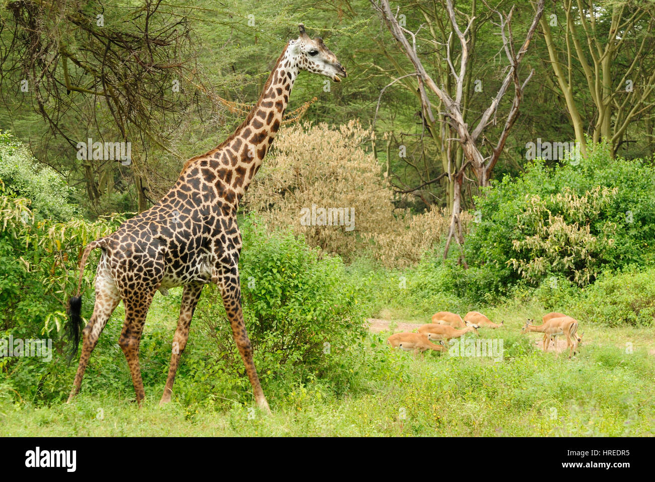 Wildlife  Giraffe in safari in Africa Stock Photo