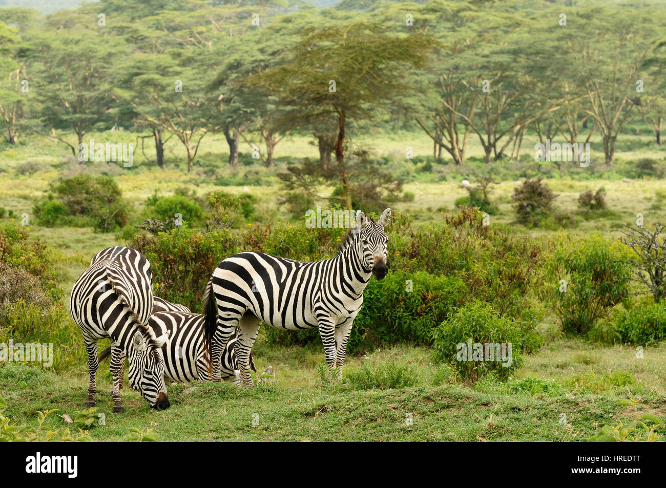Wildlife  Zebras in safari in Africa Stock Photo