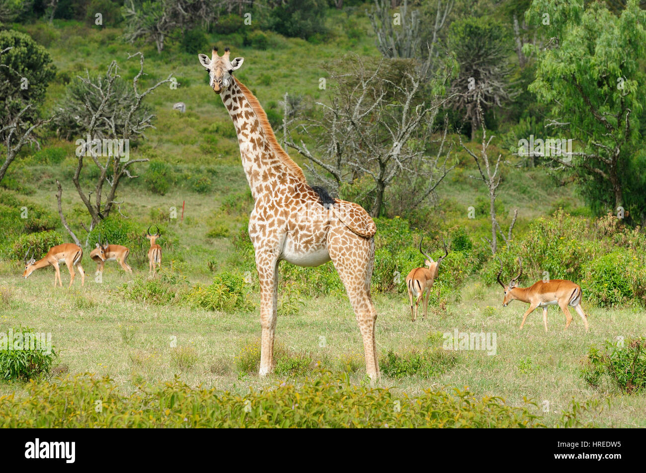 Wildlife  Giraffe in safari in Africa, Kenya, Naivasha National Park Stock Photo