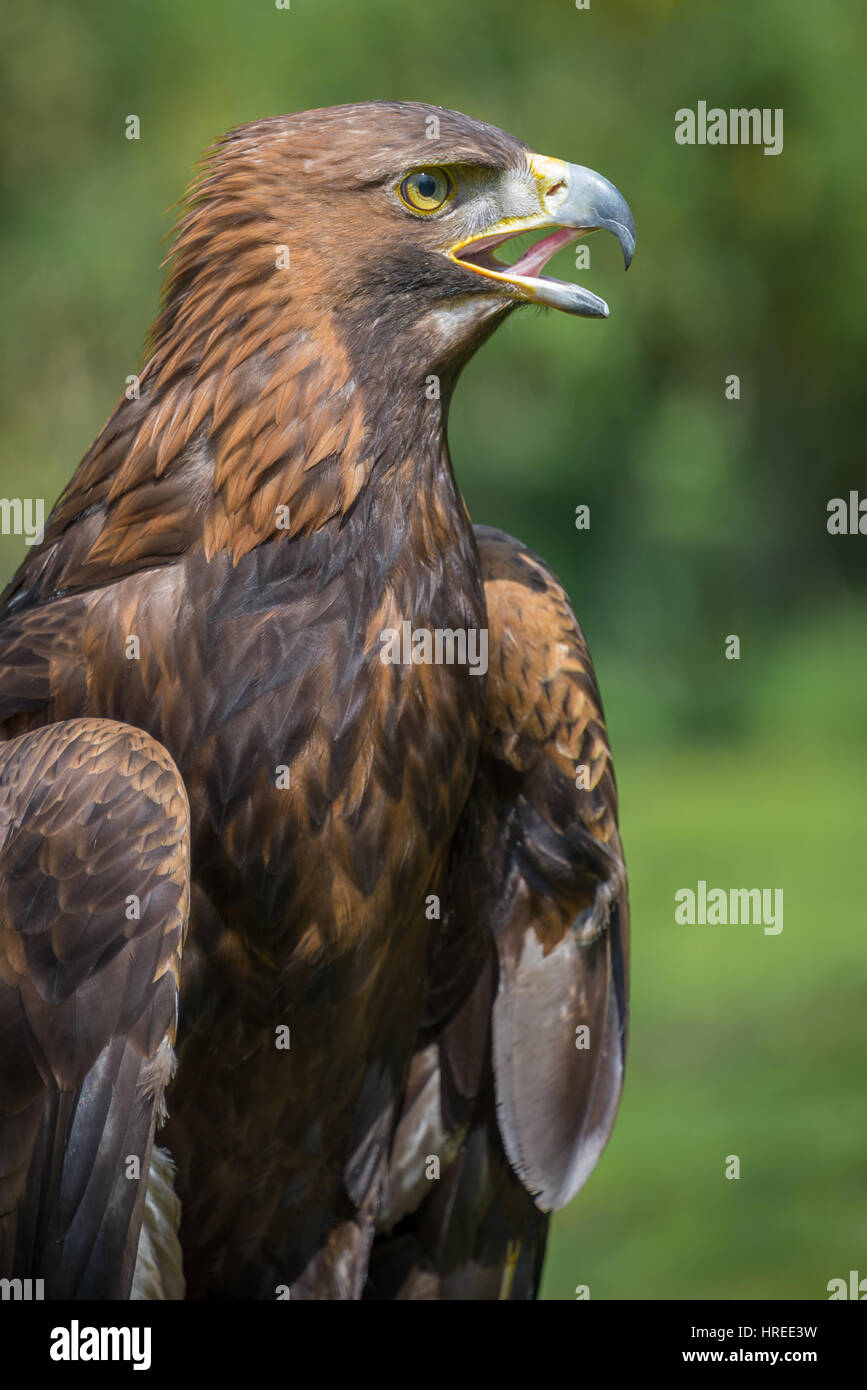 An upright vertical three quarter close up portrait of a golden eagle ...