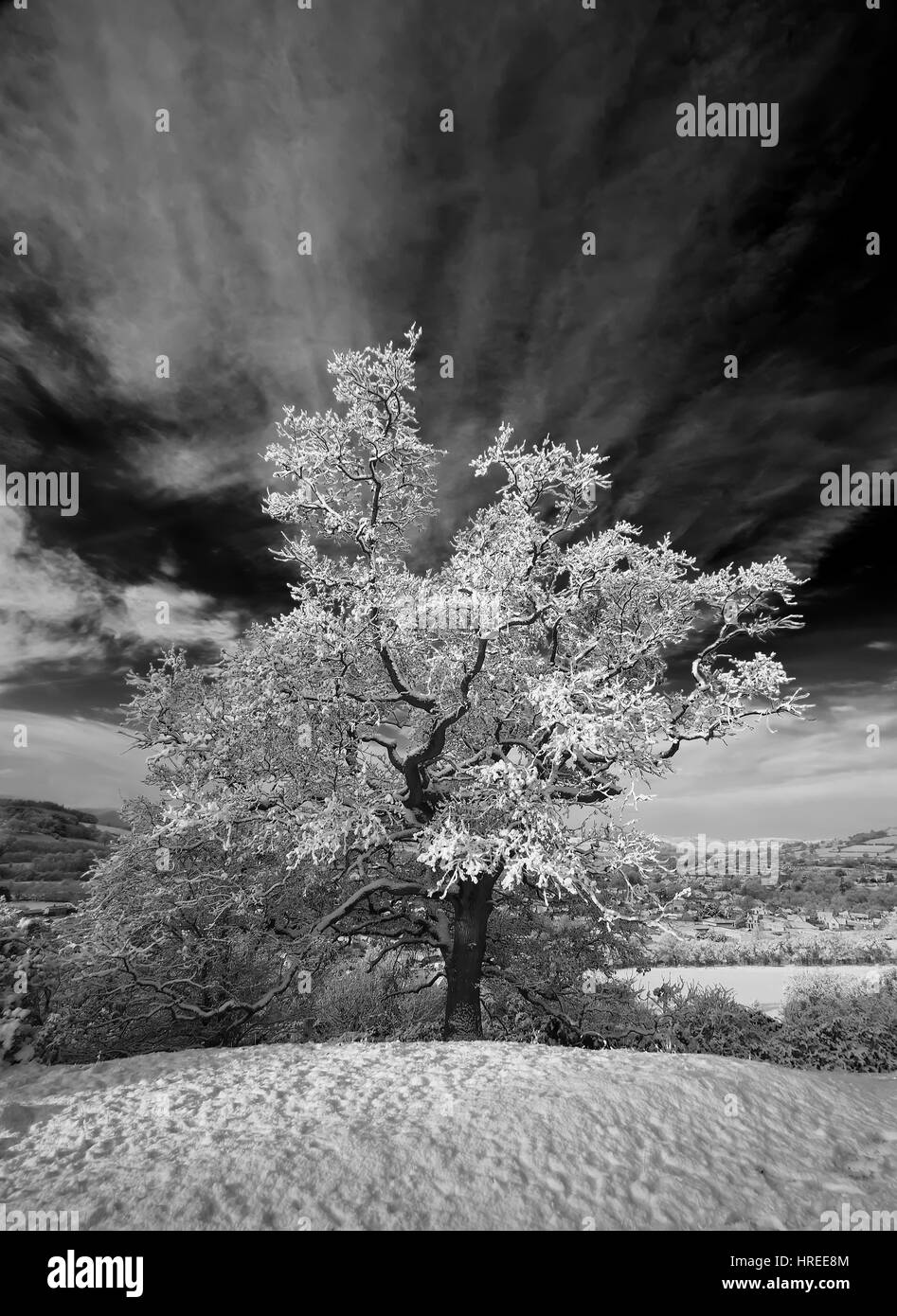 A snow covered tree above Brecon, Brecon Beacons National Park, Wales, United Kingdom Stock Photo