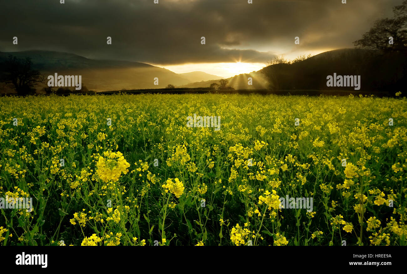 Dawn over a field of oil seed rape above Crickhowell, Brecon Beacons National Park, Wales, United Kingdom Stock Photo