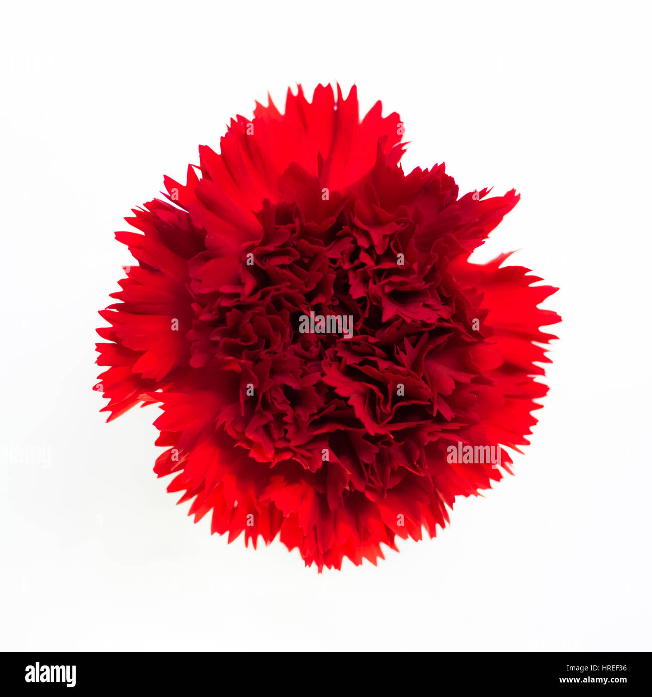 Beautiful red carnation on white background Stock Photo - Alamy