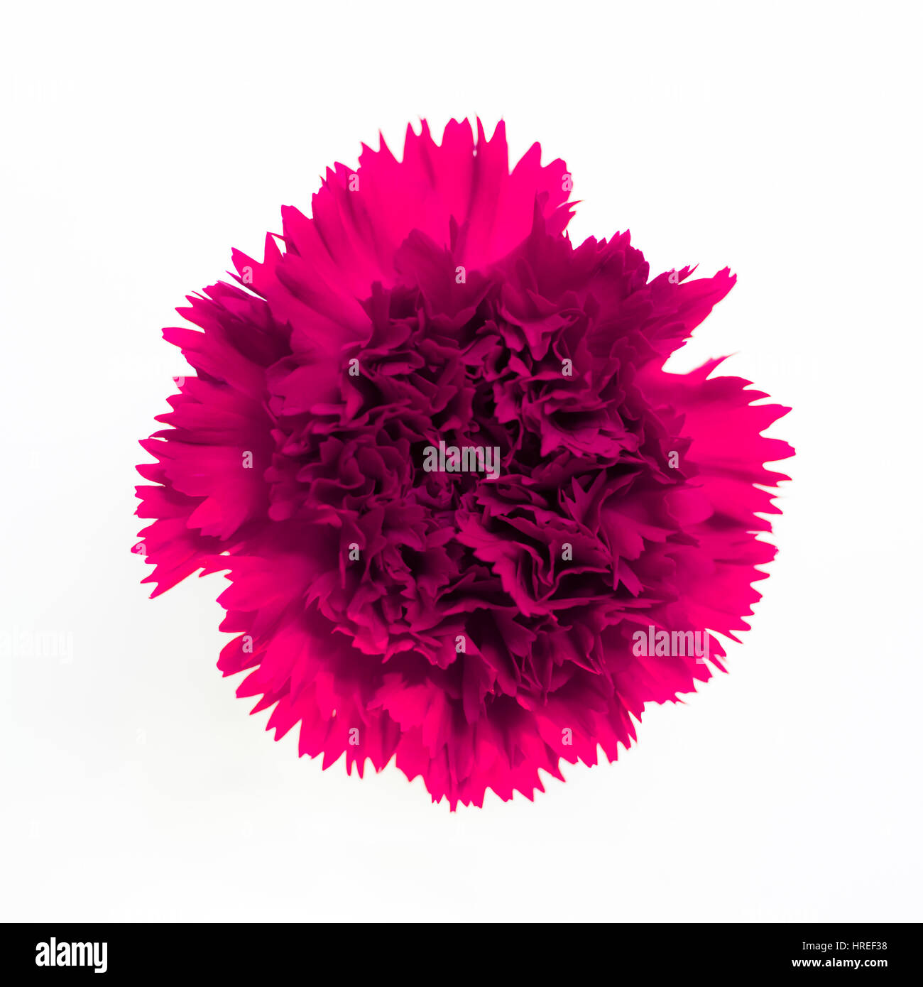 Beautiful pink carnation on white background Stock Photo - Alamy