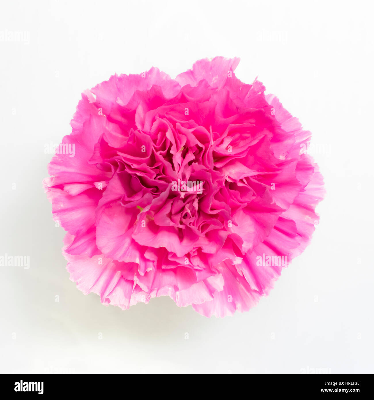 Beautiful pink carnation on white background Stock Photo - Alamy
