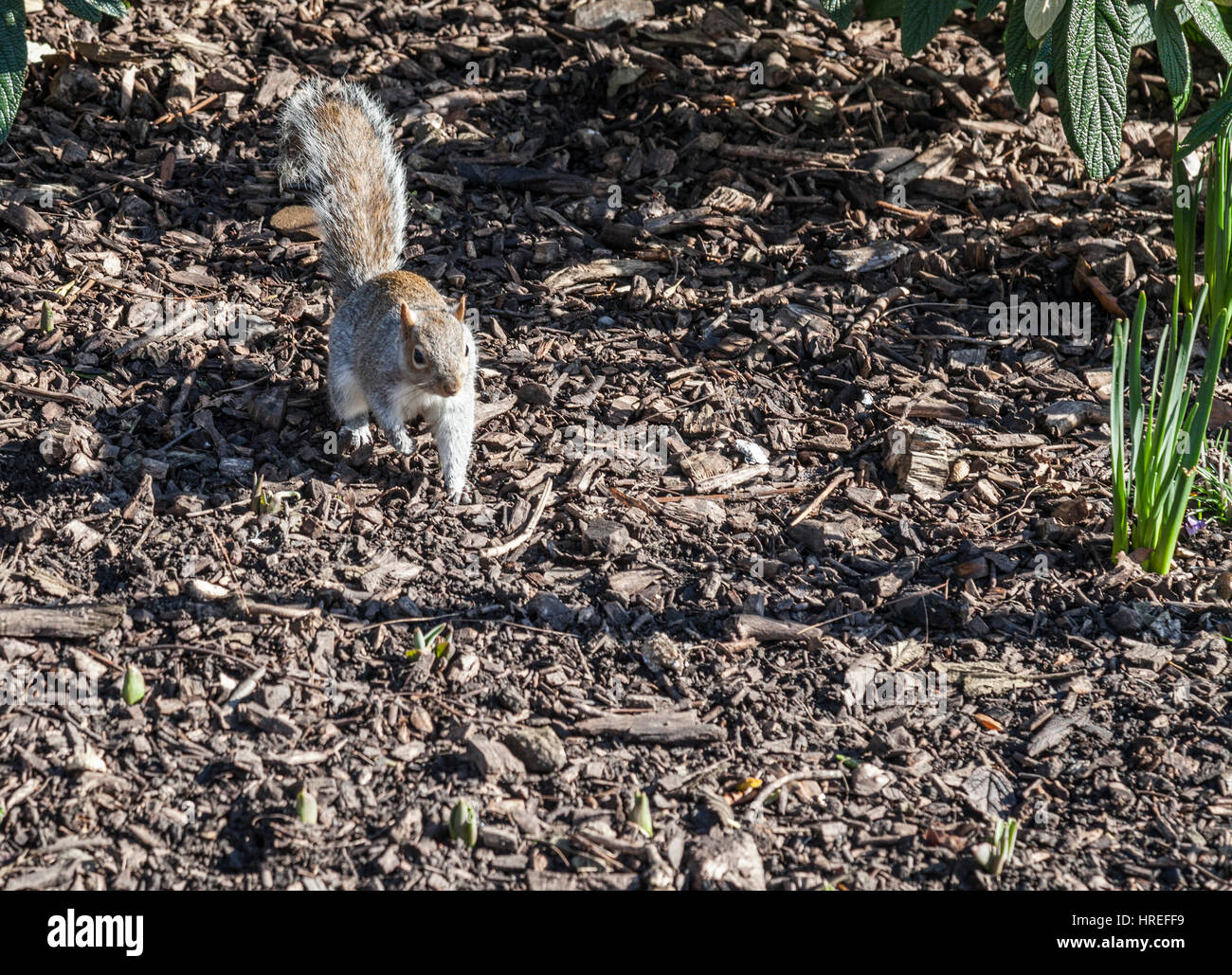 Squirrel Without Squirrel without tail hi-res stock photography and images - Alamy
