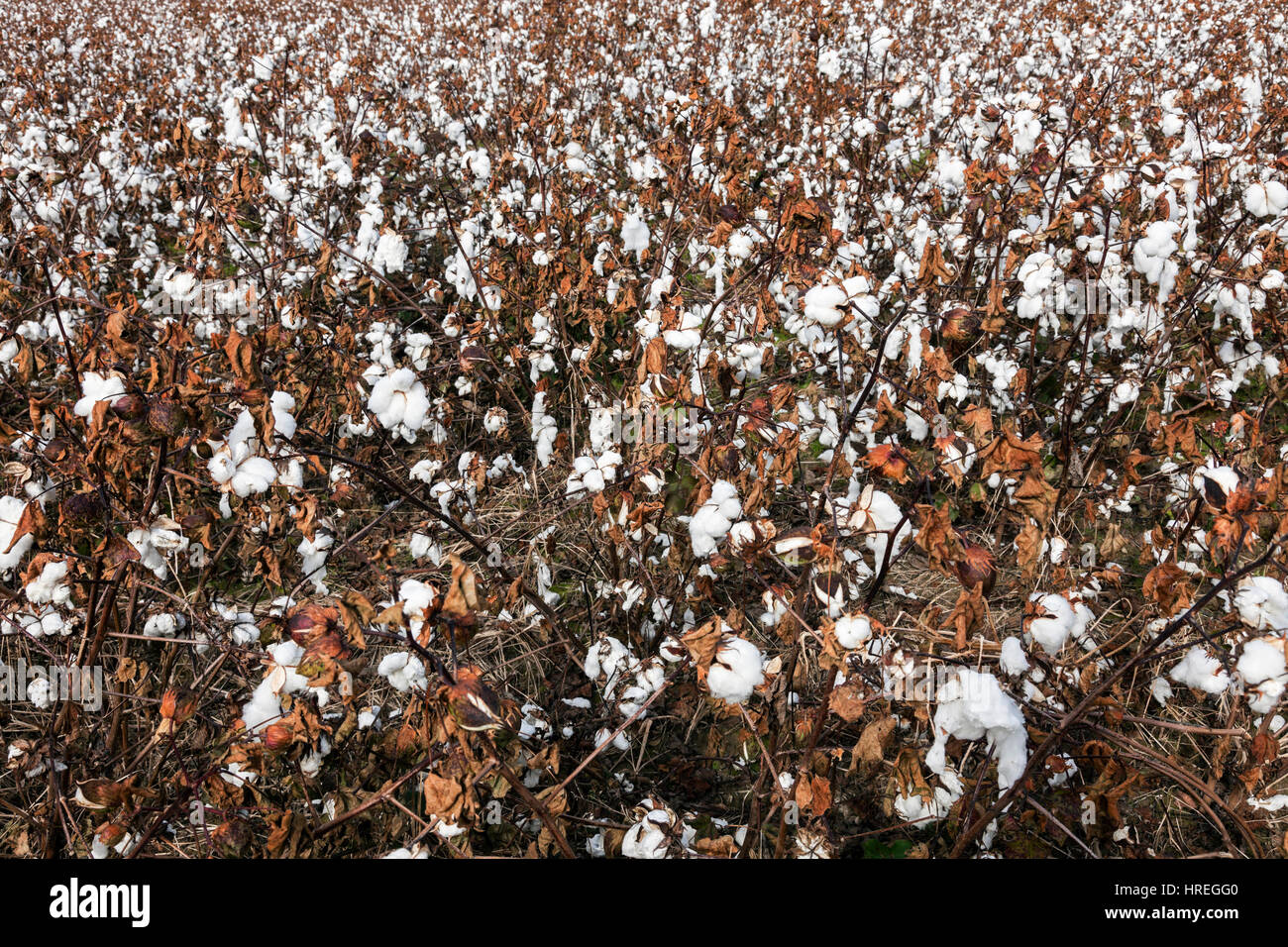 Cotton field in Delaware. Delaware, USA Stock Photo Alamy