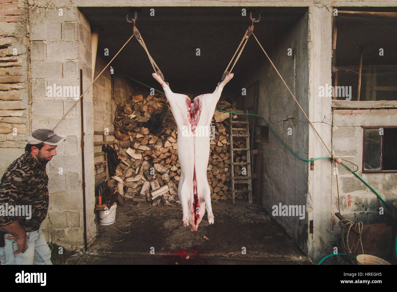 Dead pig cut open in a slaughterhouse in Alba, which is located in the province of Piedmont, Italy. Stock Photo