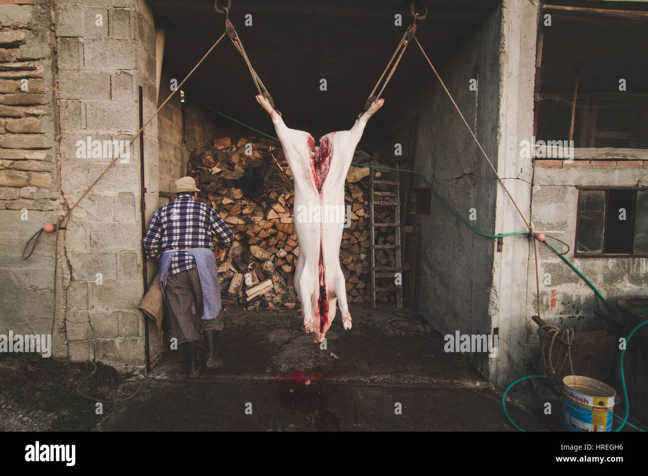 Dead pig cut open by a man in a slaughterhouse in Alba, which is located in the province of Piedmont, Italy. Stock Photo