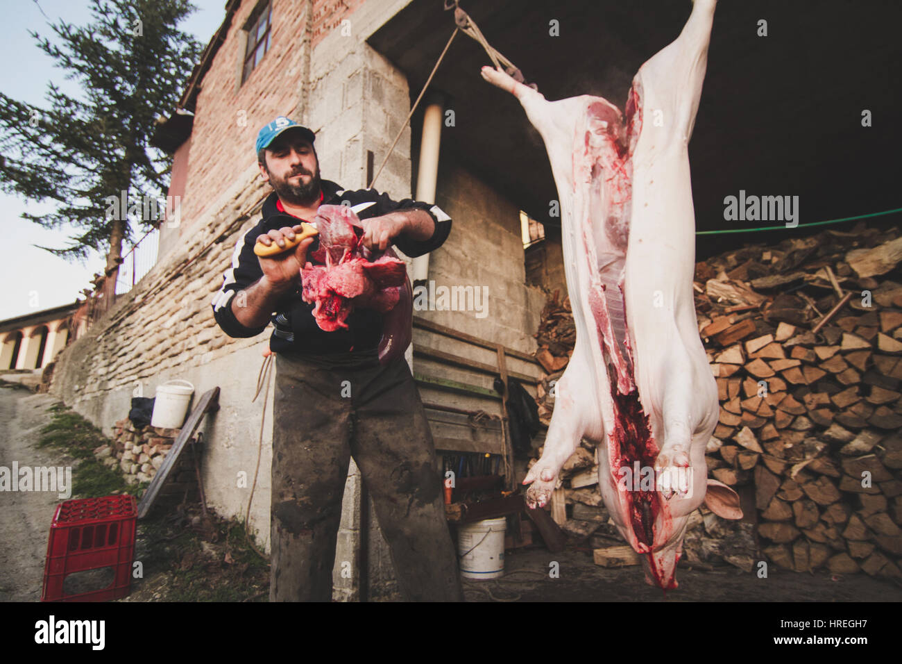 Dead pig cut open by a man in a slaughterhouse in Alba, which is located in the province of Piedmont, Italy. Stock Photo