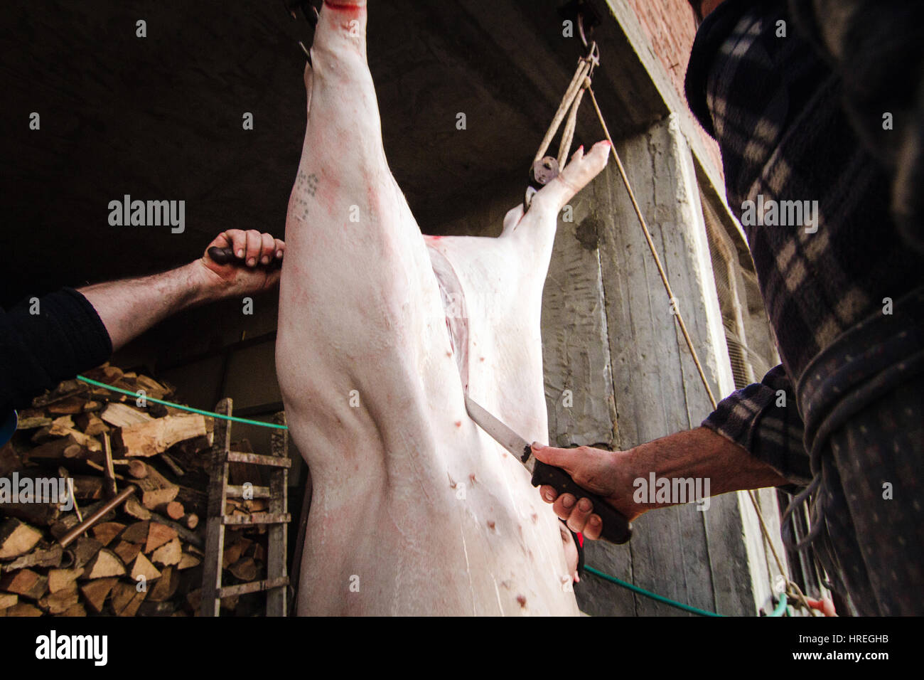 Dead pig cut open by two people in a slaughterhouse in Alba, which is located in the province of Piedmont, Italy. Stock Photo
