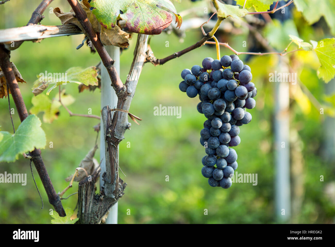 Grape harvesting season in La Morra in the province of Piedmont, Italy