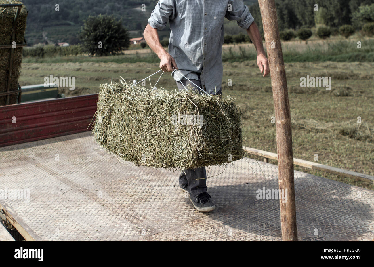 Man harvesting hay in Magliano Alfieri, which is located in the province of Piedmont, Italy. Stock Photo