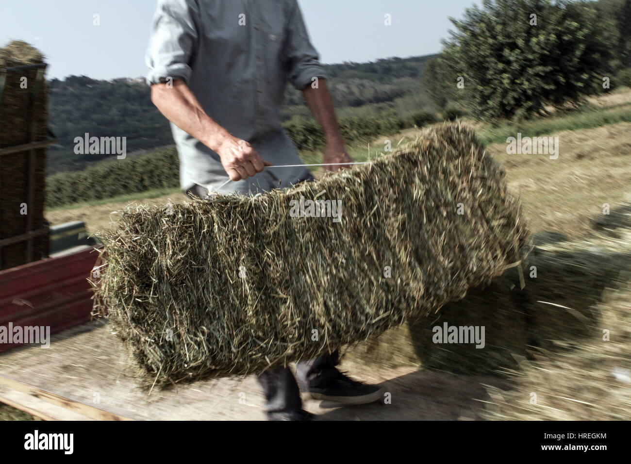 Man harvesting hay in Magliano Alfieri, which is located in the province of Piedmont, Italy. Stock Photo