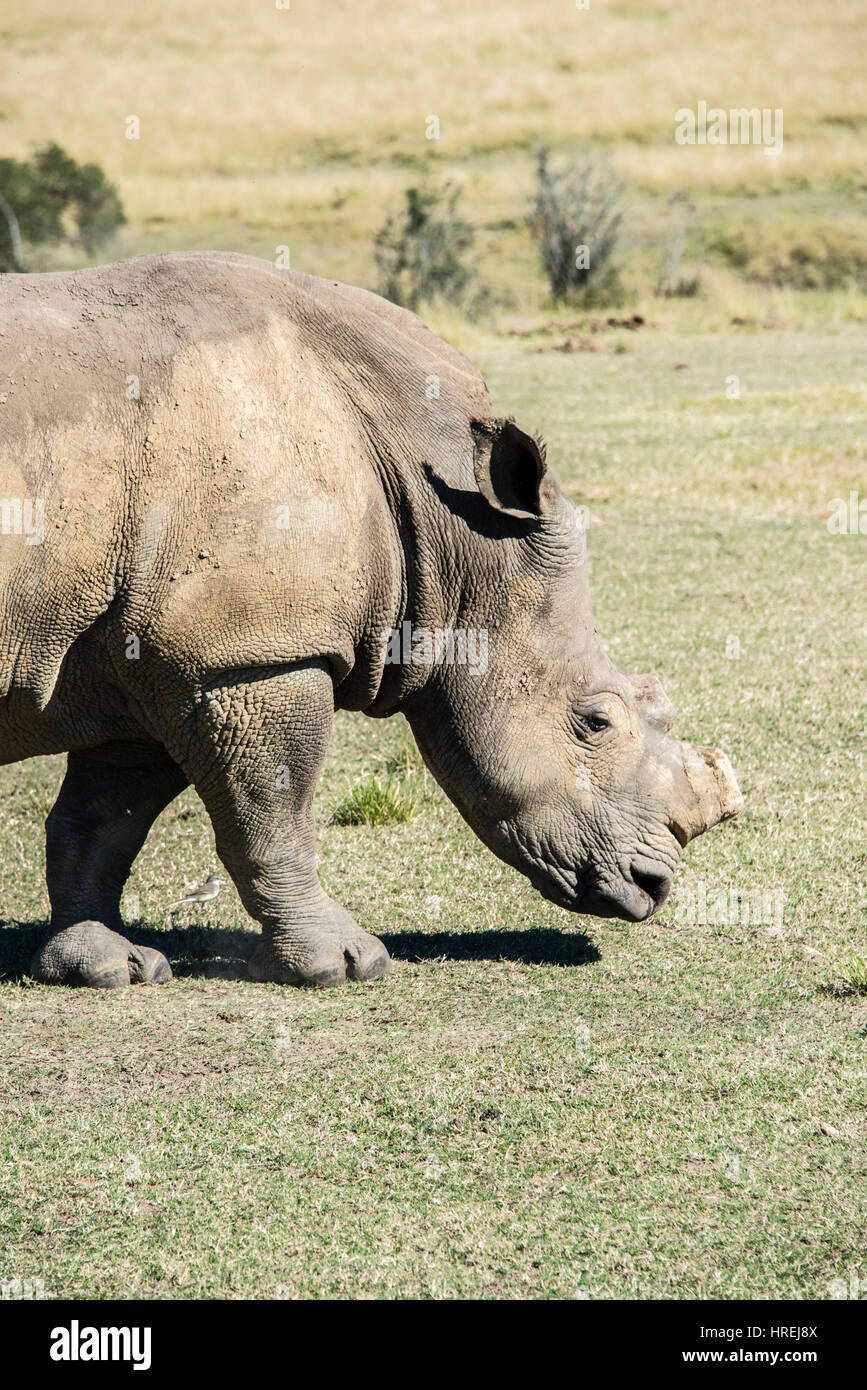 A white rhino grazing in a game reserve in South Africa Stock Photo