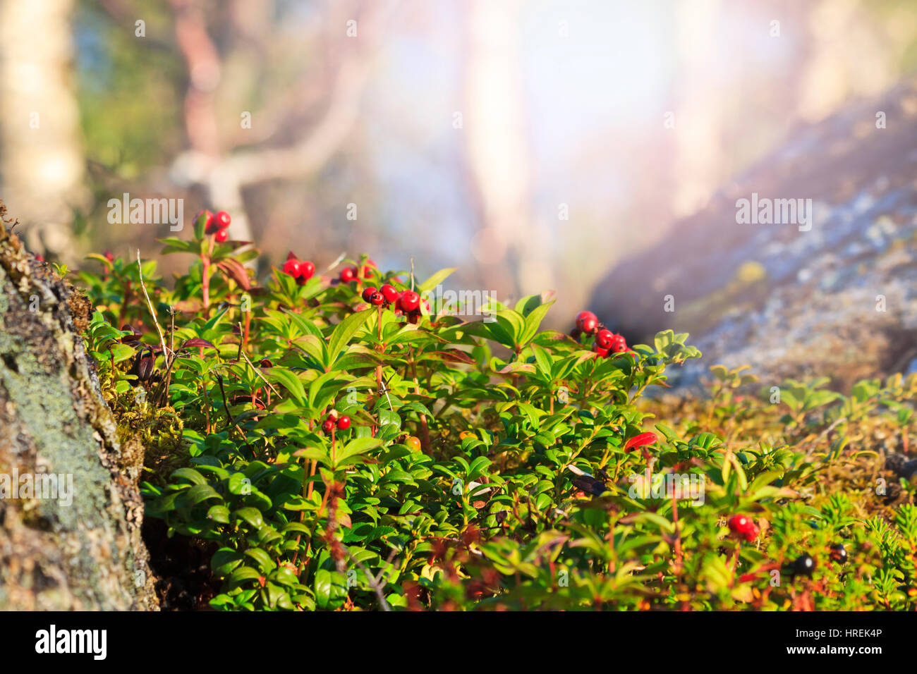 cranberries among mountain with sunny hotspot,berries, wild berries, red fruits, vitamins
