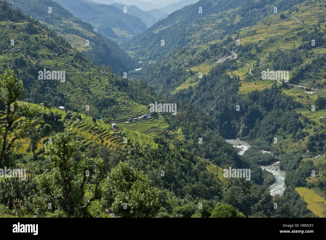 Rice fields in the Himalayas, Nepal Stock Photo