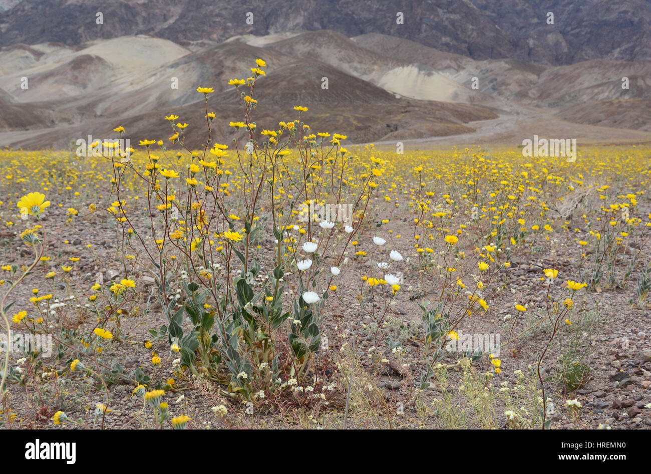 Close-up of a cluster of yellow and white wildflowers with more yellow flowers and a mountain in the background. Springtime in Death Valley NP. Stock Photo