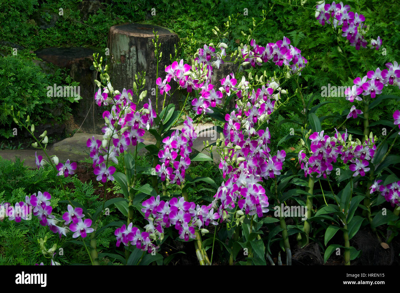 Moth orchids Stock Photo
