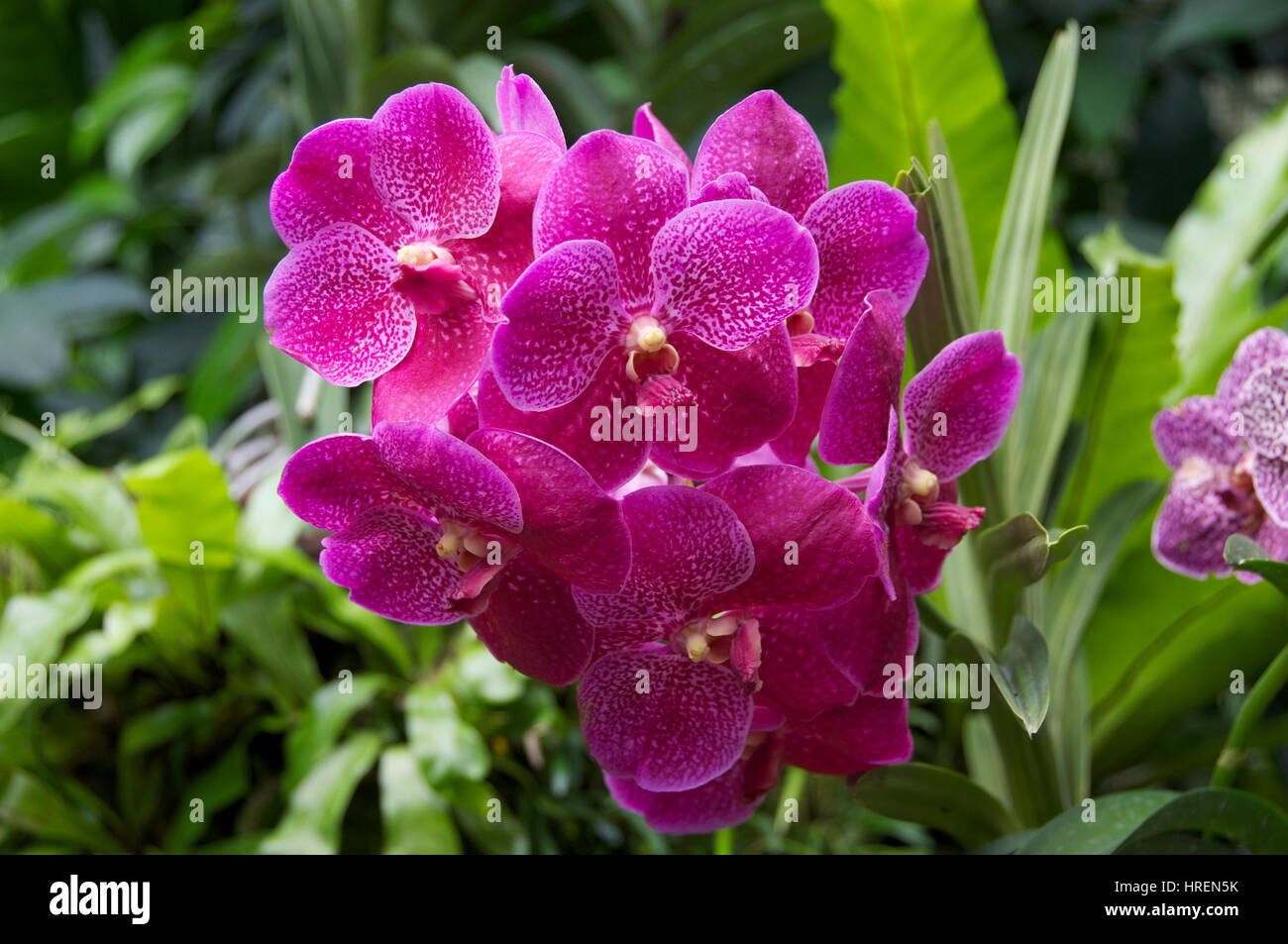 Vanda Mimi Palmer x Vanda Kasem's Delight  orchid National Orchid Garden Singapore Stock Photo