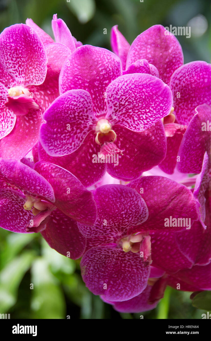 Vanda Mimi Palmer x Vanda Kasem's Delight orchid   National Orchid Garden Singapore Stock Photo