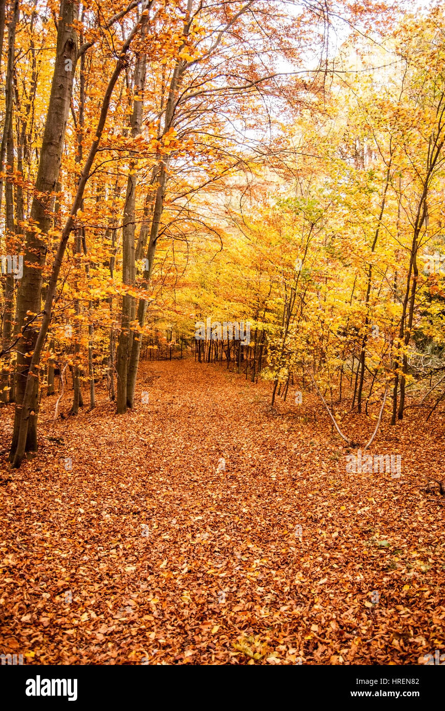 colorful autumn forest with pathway covered by fallen leaves near Myjava city in Slovakia Stock Photo