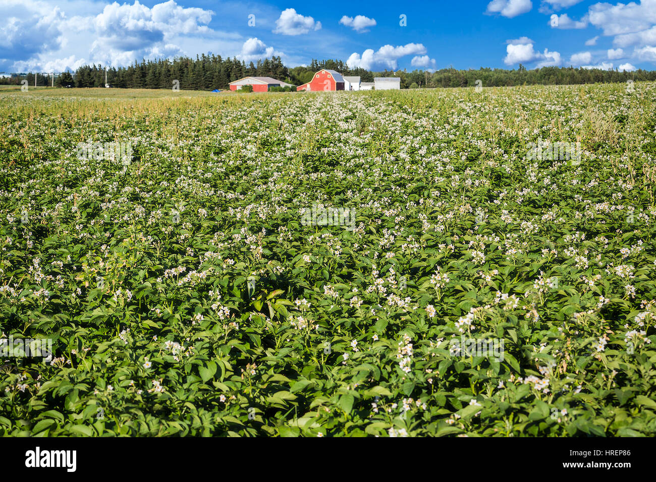Field of healthy potatoes with potato warehouses off in the distance, in rural Prince Edward Island, Canada. Stock Photo