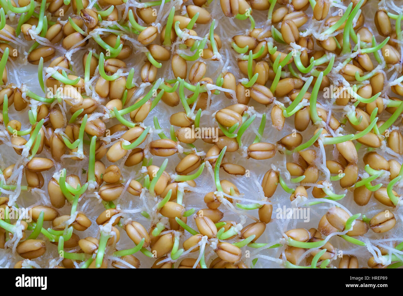 Sprouting wheat seed close up. Stock Photo