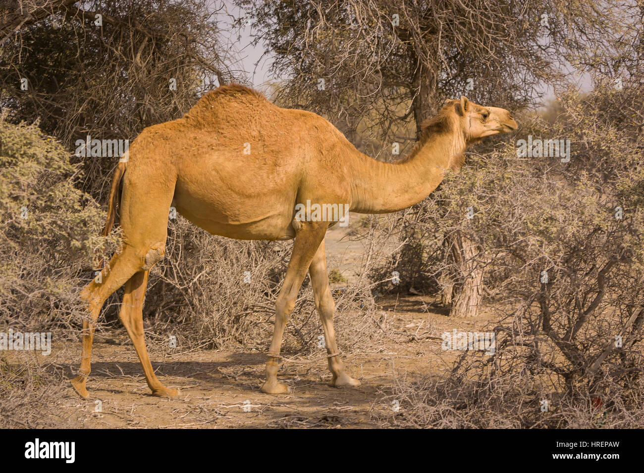 FUJAIRAH, UNITED ARAB EMIRATES - Camel Stock Photo - Alamy FUJAIRAH, UNITED ARAB EMIRATES - Camel Stock Photo - Alamy