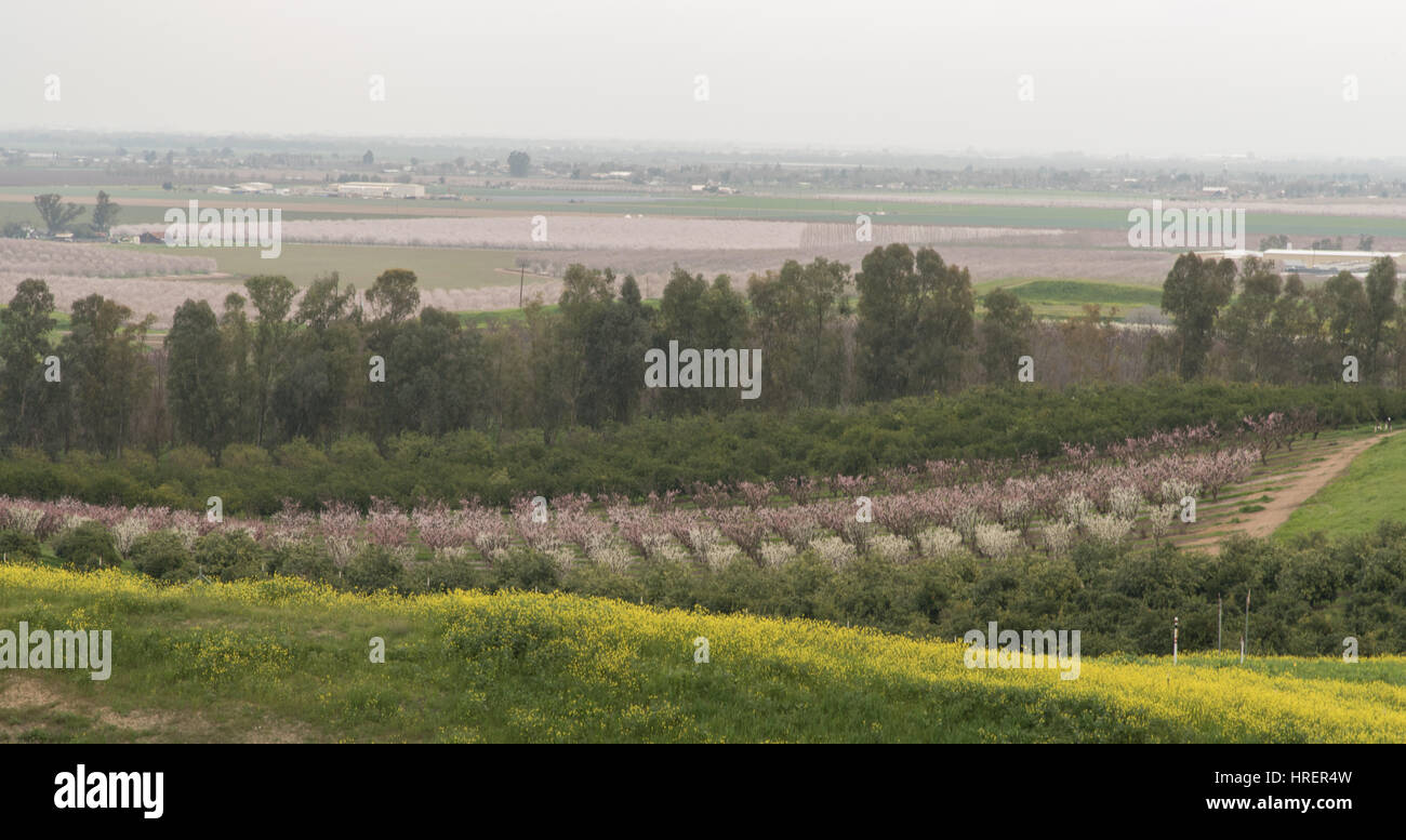 San Joaquin Valley in springtime Stock Photo - Alamy