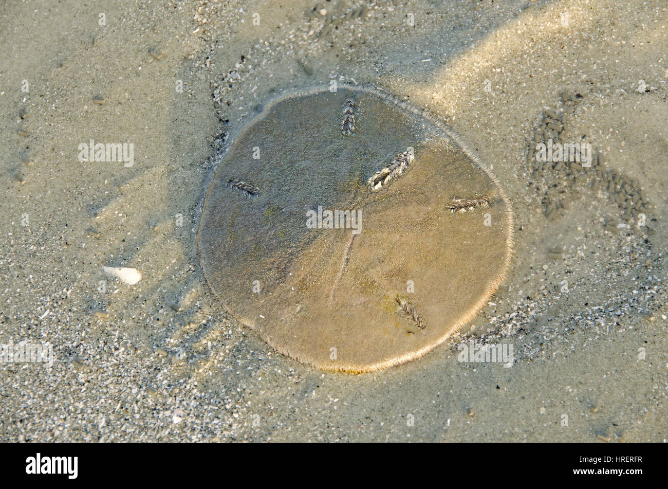 Living sand dollar rests in the sand of the Hilton Head Island beach in