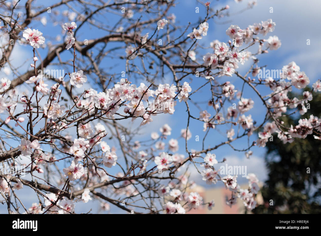 blooming almond tree shot on sunny day Stock Photo
