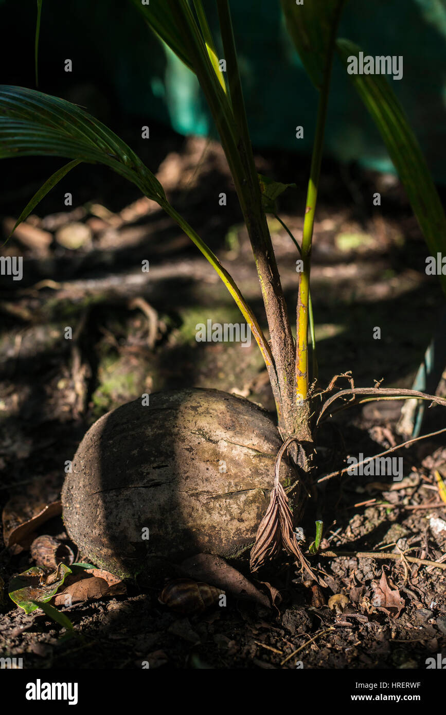 Young coconut palm tree sprout hires stock photography and images Alamy