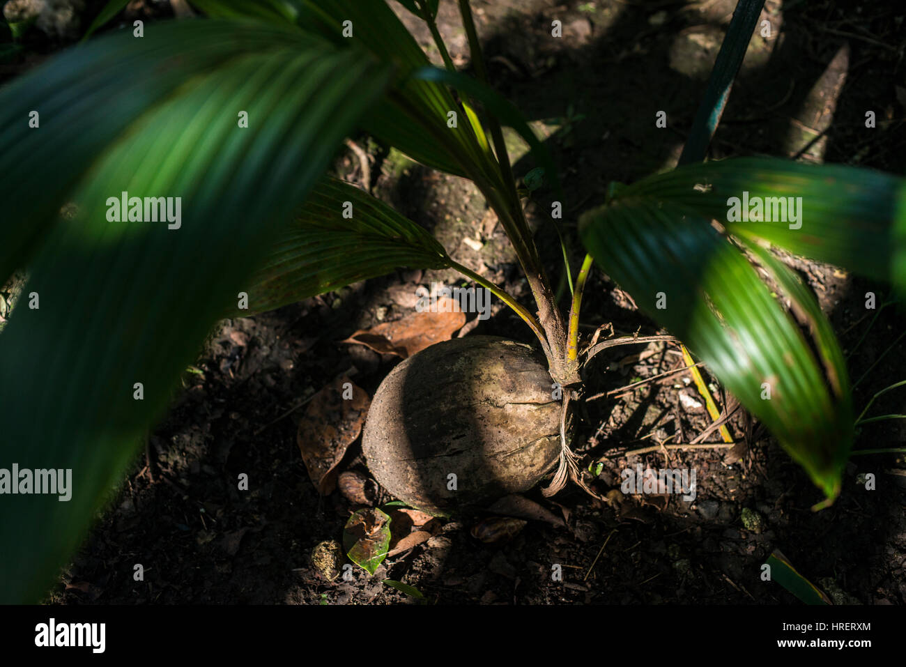 Young Coconut Palm Tree Sprout High Resolution Stock Photography and