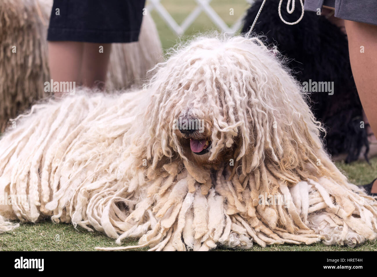 Komondor at a dog show Stock Photo