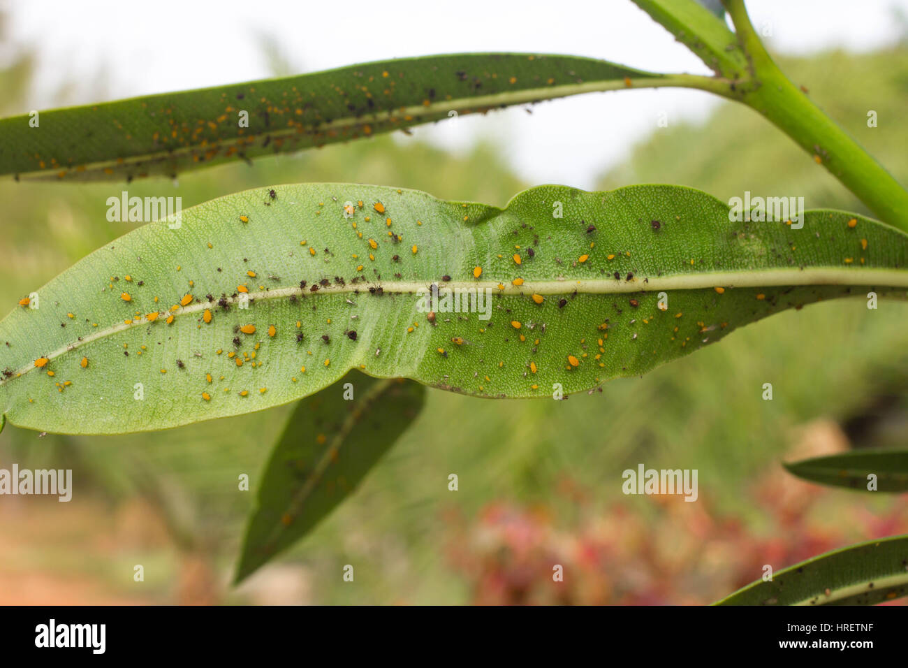 Oleander leaves densely covered with scale insects. Mealy mealybug. Thick infestation, garden Stock Photo