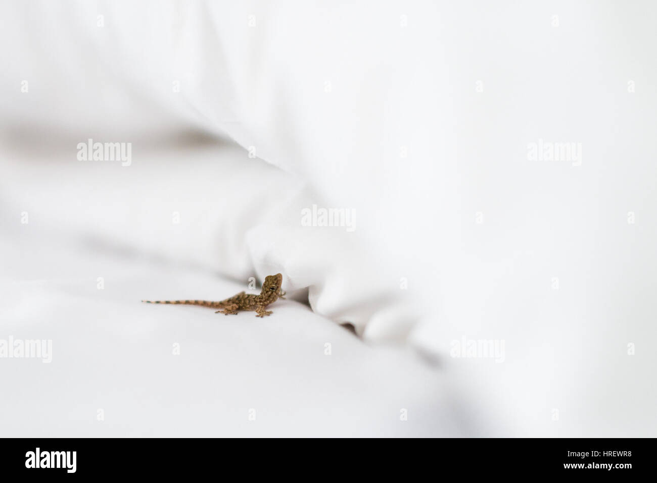 Little lizard in white bed Stock Photo Alamy