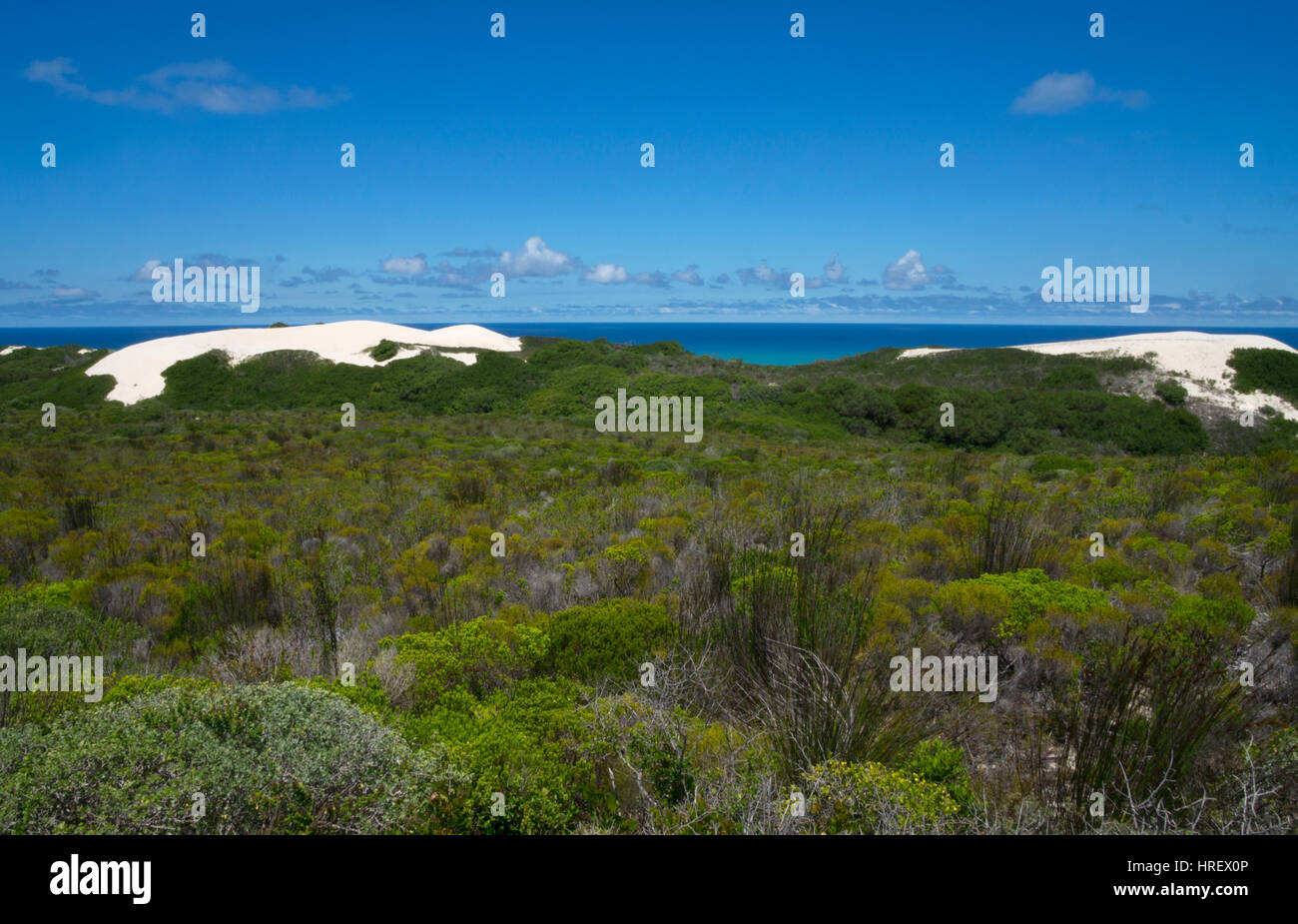 Vegetation and sand dunes at De Hoop Nature Reserve,Overberg,western cape,South Africa Stock Photo