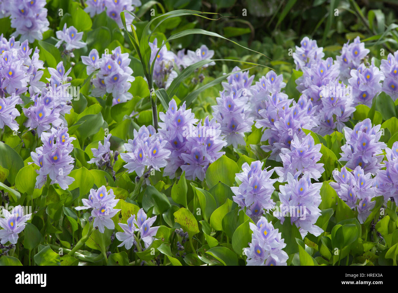 Water Hyacinth (Eichhornia crassipes). Flowering on wetland water surface. Trinidad. Carabbean. West Indies. February. Stock Photo