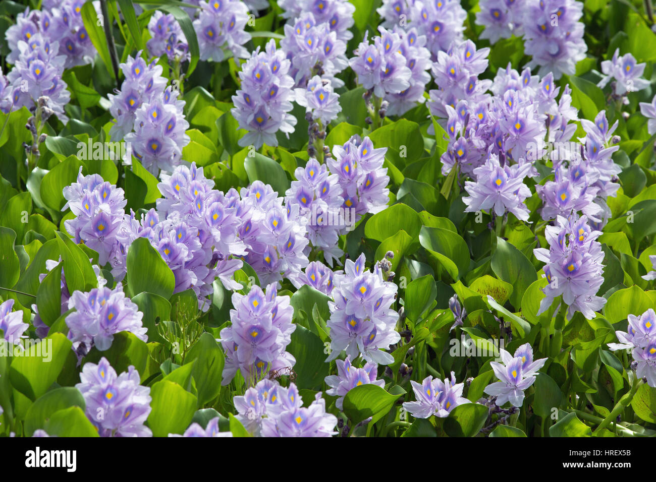 Water Hyacinth (Eichhornia crassipes). Flowering on wetland water surface. Trinidad. Carabbean. West Indies. February. Stock Photo