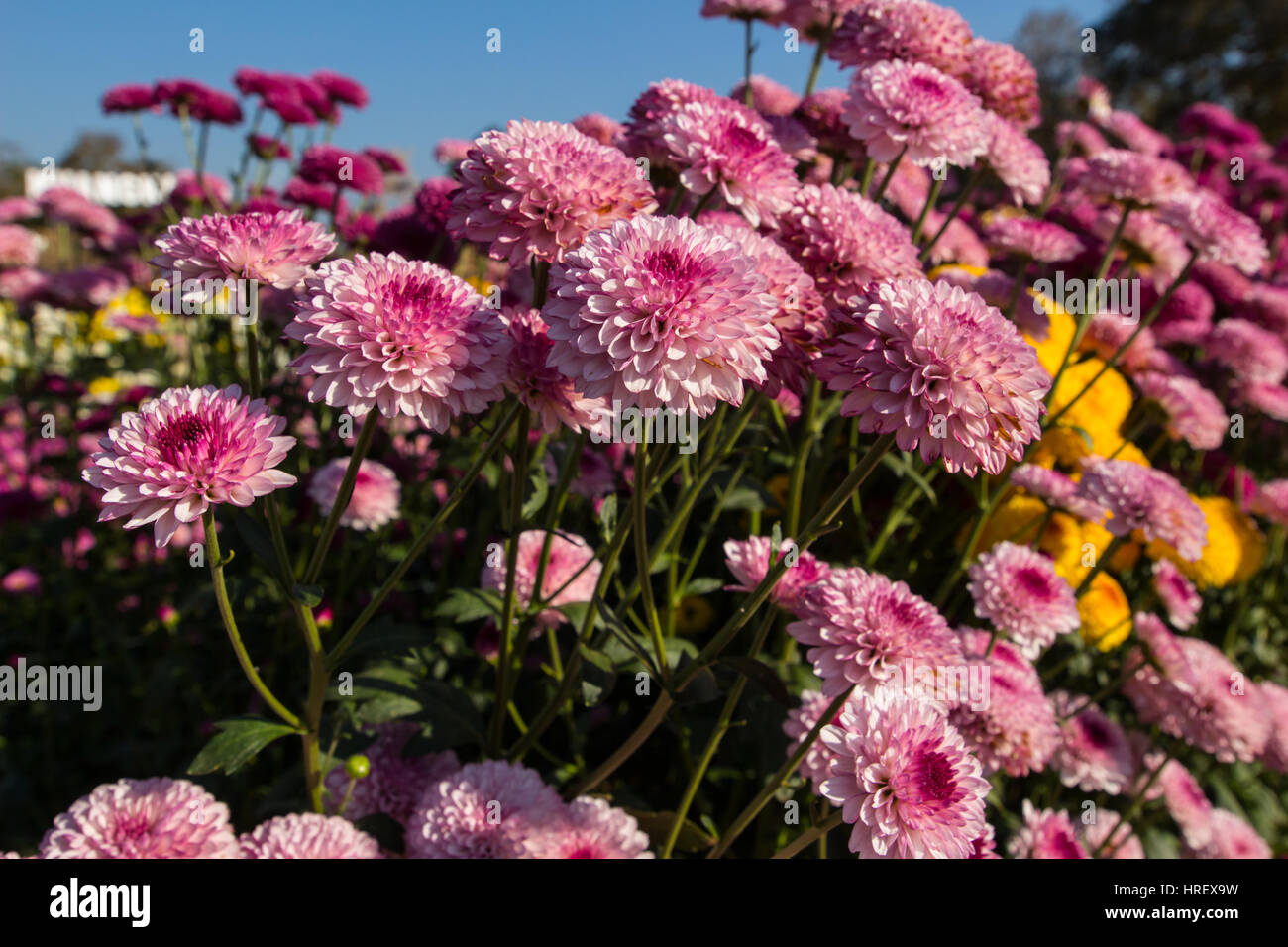 Beautiful chrysanthemum as background picture. Chrysanthemum wallpaper