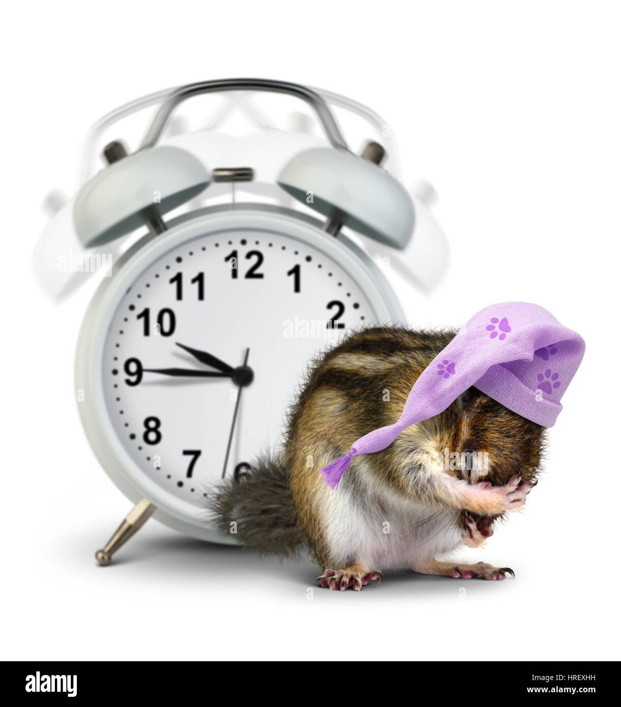 good morning concept, Funny animal chipmunk with ringing clock and sleeping hat Stock Photo