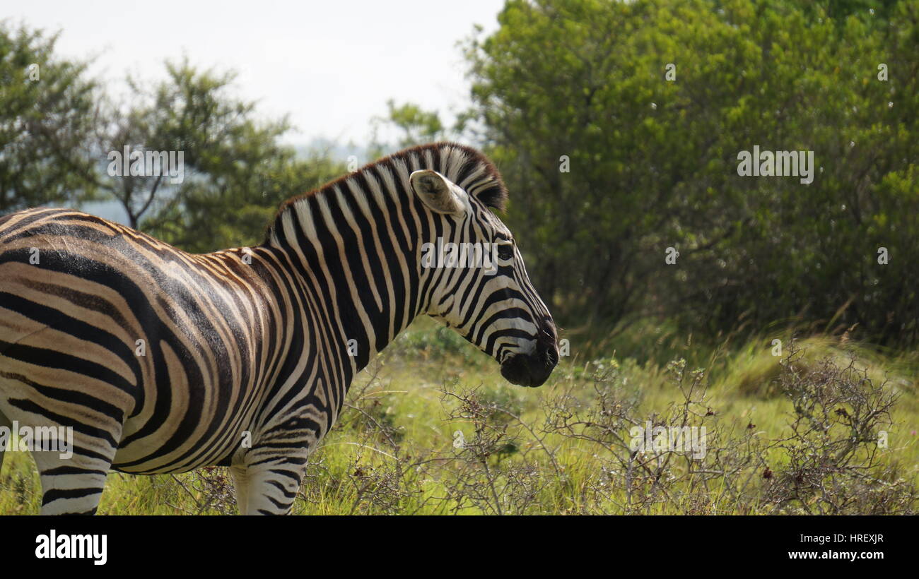 Kruger National Park Zebra Stock Photos Kruger National Park Zebra kruger-national-park-zebra-stock-photos-kruger-national-park-zebra